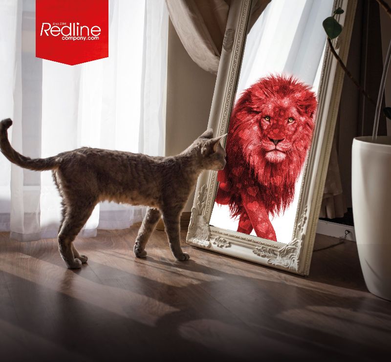 Cat in front of mirror with red hearted lion created by Redline Company